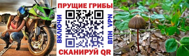 Псилоцибиновые грибы Cubensis Купить где Луховицы